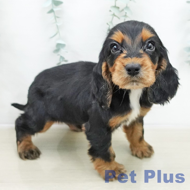 埼玉県のイングリッシュコッカースパニエル (ペットプラス 羽生店/2025年10月30日生まれ/男の子/ブラックタン)の子犬