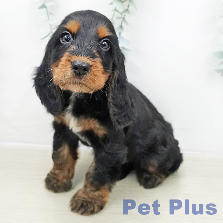 群馬県のイングリッシュコッカースパニエル (ペットプラス イオンモール太田店/2025年10月30日生まれ/男の子/ブラックタン)の子犬の1枚目の画像