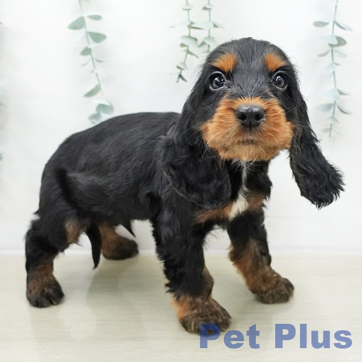 群馬県のイングリッシュコッカースパニエル (ペットプラス イオンモール太田店/2025年10月30日生まれ/男の子/ブラックタン)の子犬の2枚目の画像