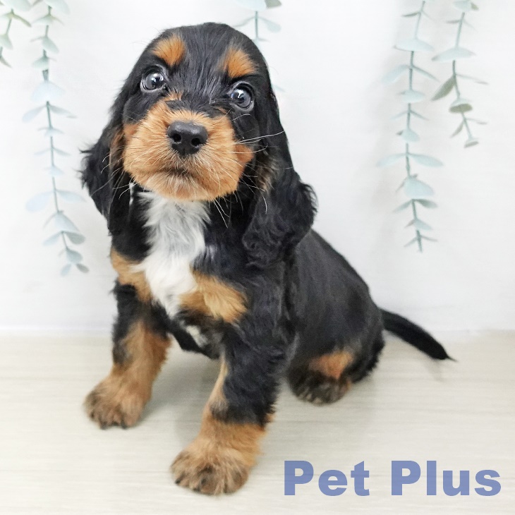 埼玉県のイングリッシュコッカースパニエル (ペットプラス コクーンシティ店/2025年10月30日生まれ/男の子/ブラックタン)の子犬の1枚目の画像