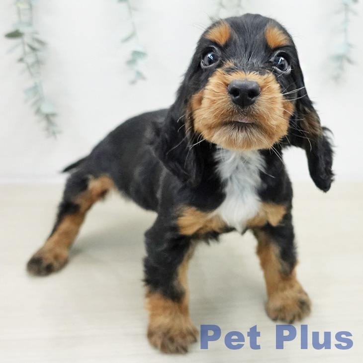 埼玉県のイングリッシュコッカースパニエル (ペットプラス コクーンシティ店/2025年10月30日生まれ/男の子/ブラックタン)の子犬の2枚目の画像