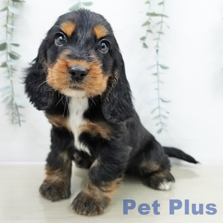 埼玉県のイングリッシュコッカースパニエル (ペットプラス ピオニウォーク東松山店/2025年10月30日生まれ/女の子/ブラックタン)の子犬