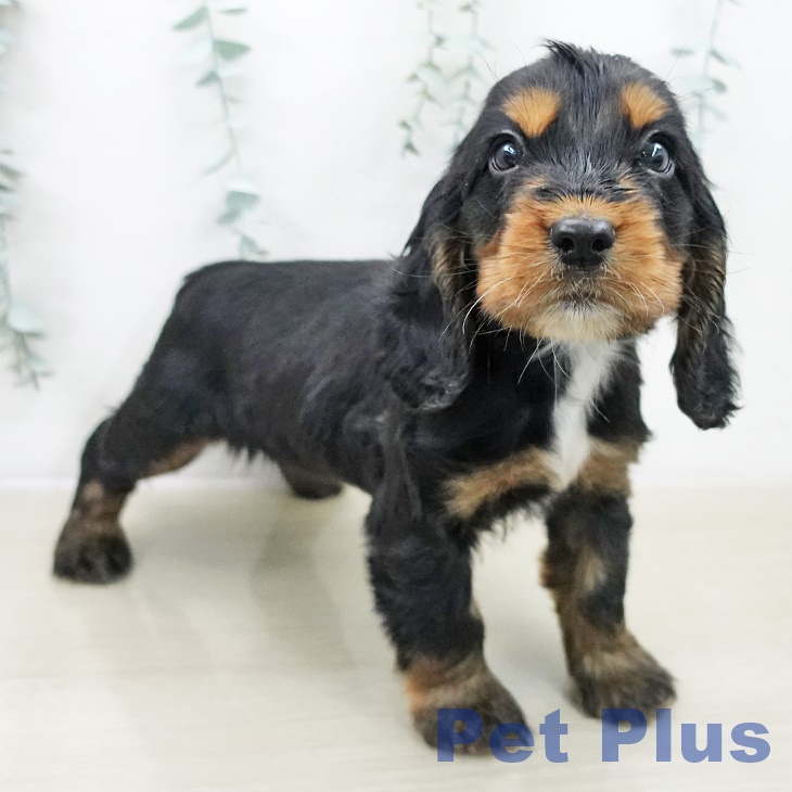 埼玉県のイングリッシュコッカースパニエル (ペットプラス ピオニウォーク東松山店/2025年10月30日生まれ/女の子/ブラックタン)の子犬の2枚目の画像