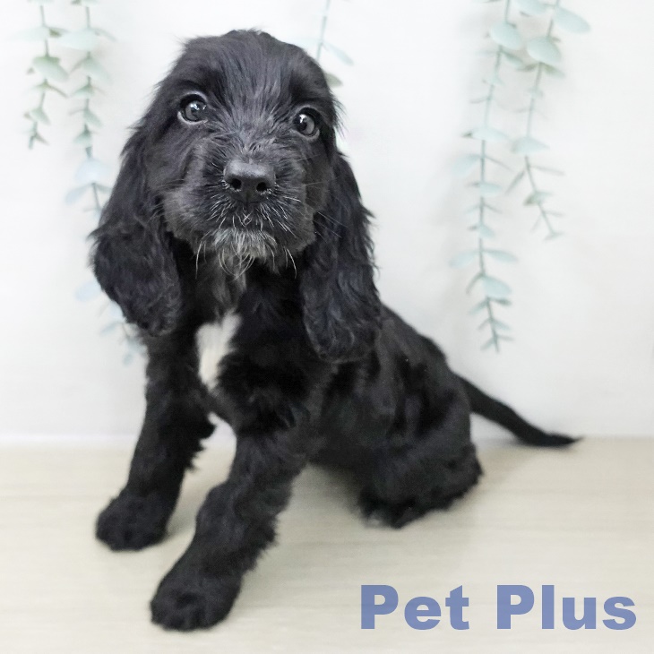 埼玉県のイングリッシュコッカースパニエル (ペットプラス イオンモール春日部店/2025年10月30日生まれ/女の子/ブラック)の子犬の1枚目の画像