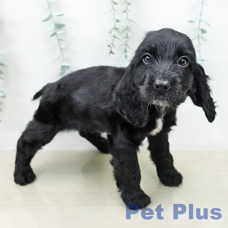 埼玉県のイングリッシュコッカースパニエル (ペットプラス イオンモール春日部店/2025年10月30日生まれ/女の子/ブラック)の子犬の2枚目の画像