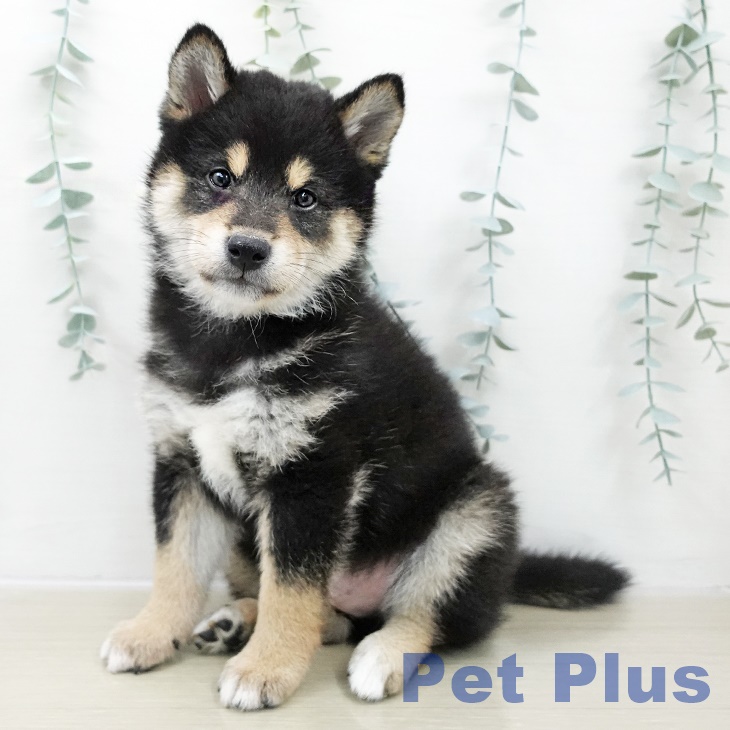 埼玉県の柴犬(標準サイズ) (ペットプラス 上尾店/2025年10月25日生まれ/男の子/黒)の子犬の1枚目の画像