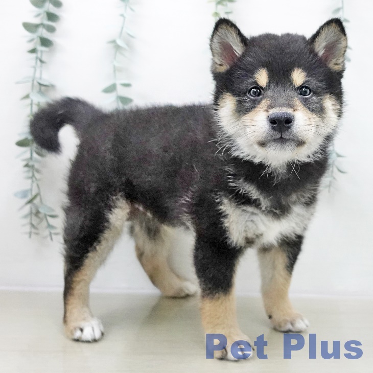 埼玉県の柴犬(標準サイズ) (ペットプラス 上尾店/2025年10月25日生まれ/男の子/黒)の子犬の2枚目の画像