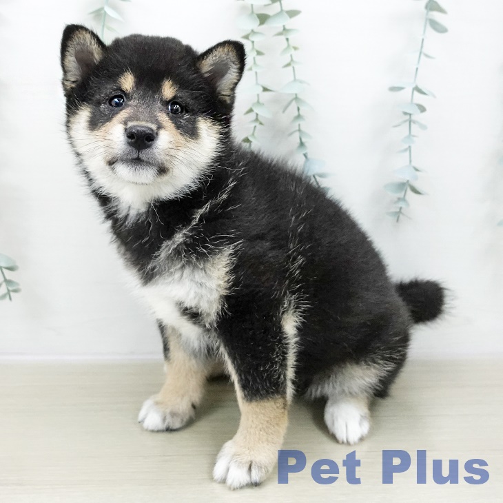 青森県の柴犬(標準サイズ) (ペットプラス 青森浜田店/2025年10月25日生まれ/女の子/黒)の子犬の1枚目の画像