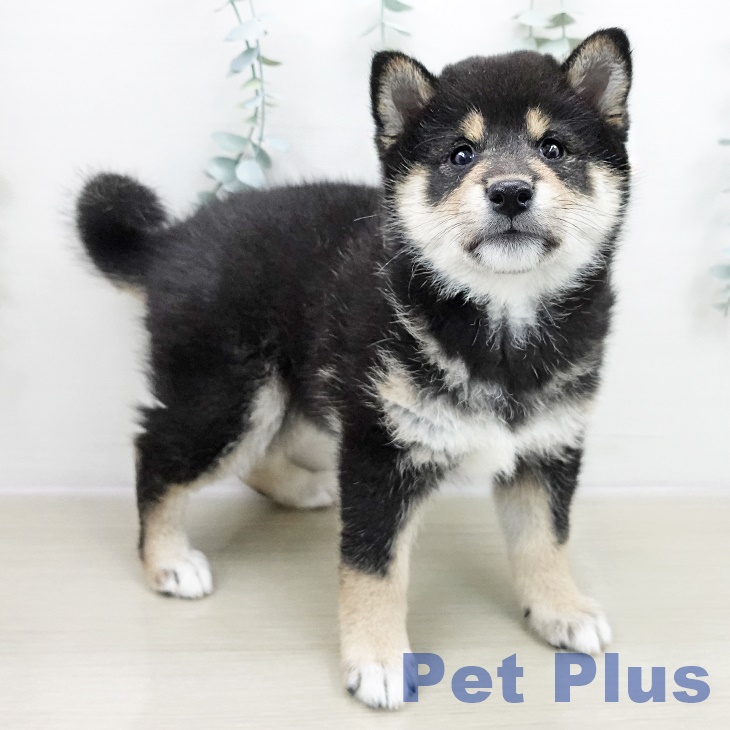 青森県の柴犬(標準サイズ) (ペットプラス 青森浜田店/2025年10月25日生まれ/女の子/黒)の子犬の2枚目の画像