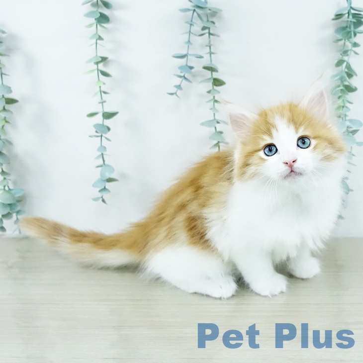 埼玉県のノルウェージャンフォレストキャット (ペットプラス ピオニウォーク東松山店/2025年10月28日生まれ/男の子/レッドタビーホワイト)の子猫の1枚目の画像