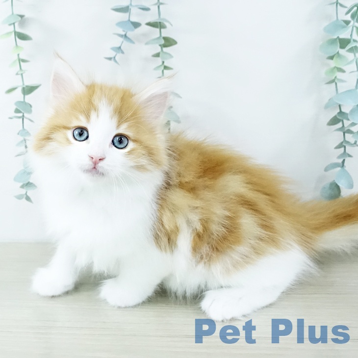 埼玉県のノルウェージャンフォレストキャット (ペットプラス ピオニウォーク東松山店/2025年10月28日生まれ/男の子/レッドタビーホワイト)の子猫の2枚目の画像