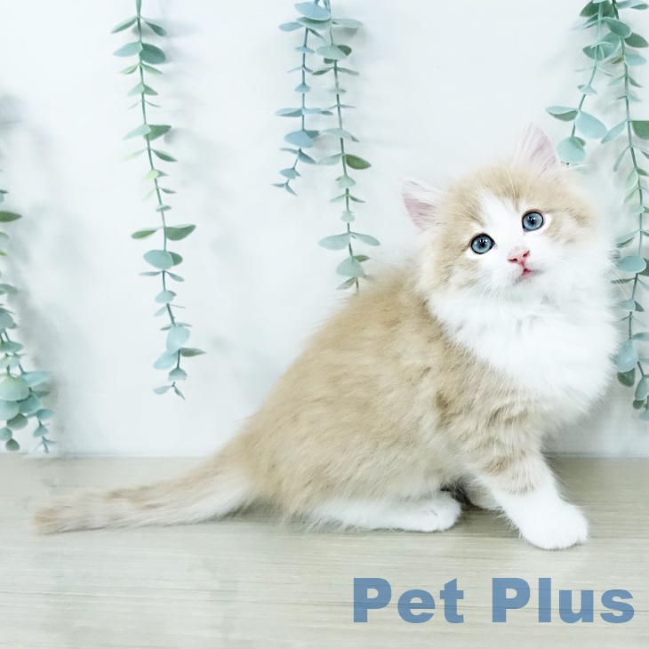 埼玉県のノルウェージャンフォレストキャット (ペットプラス ららぽーと富士見店/2025年10月28日生まれ/男の子/クリームマッカレルタビーホワイト)の子猫の1枚目の画像