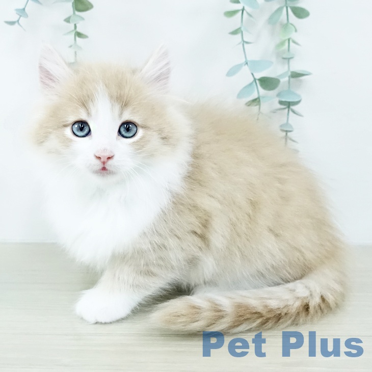 埼玉県のノルウェージャンフォレストキャット (ペットプラス ららぽーと富士見店/2025年10月28日生まれ/男の子/クリームマッカレルタビーホワイト)の子猫の2枚目の画像