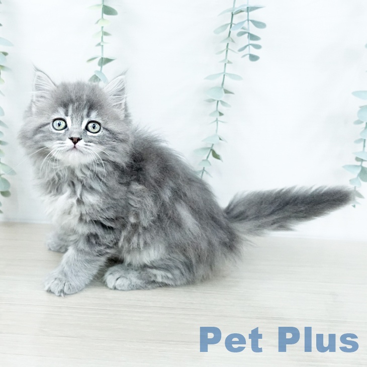 千葉県のラガマフィン (ペットプラス 幕張新都心店/2025年10月31日生まれ/女の子/ブルータビー)の子猫の2枚目の画像