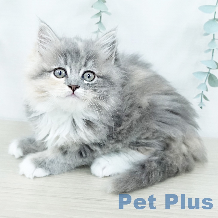 茨城県のラガマフィン (ペットプラス つくば店/2025年10月31日生まれ/女の子/ブルーパッチドタビーホワイト)の子猫の1枚目の画像