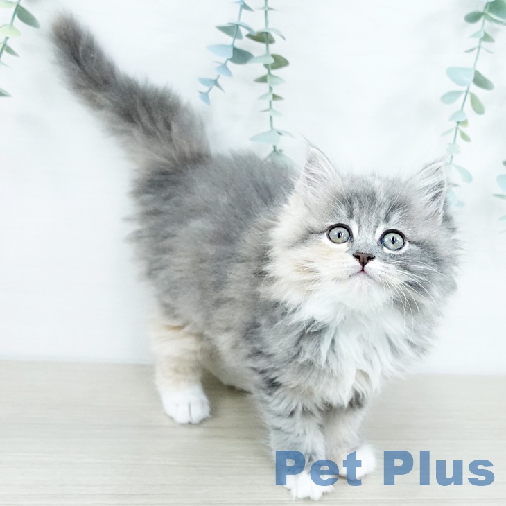 茨城県のラガマフィン (ペットプラス つくば店/2025年10月31日生まれ/女の子/ブルーパッチドタビーホワイト)の子猫の2枚目の画像