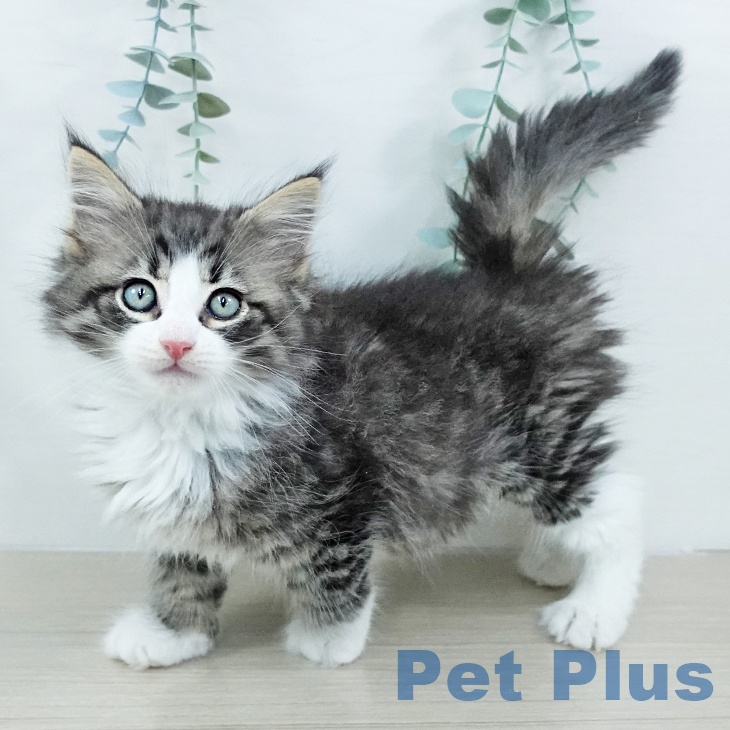 千葉県のノルウェージャンフォレストキャット (ペットプラス 成田店/2025年10月24日生まれ/男の子/ブラウンタビーホワイト)の子猫の1枚目の画像
