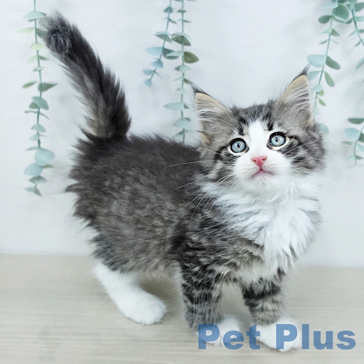 千葉県のノルウェージャンフォレストキャット (ペットプラス 成田店/2025年10月24日生まれ/男の子/ブラウンタビーホワイト)の子猫の2枚目の画像