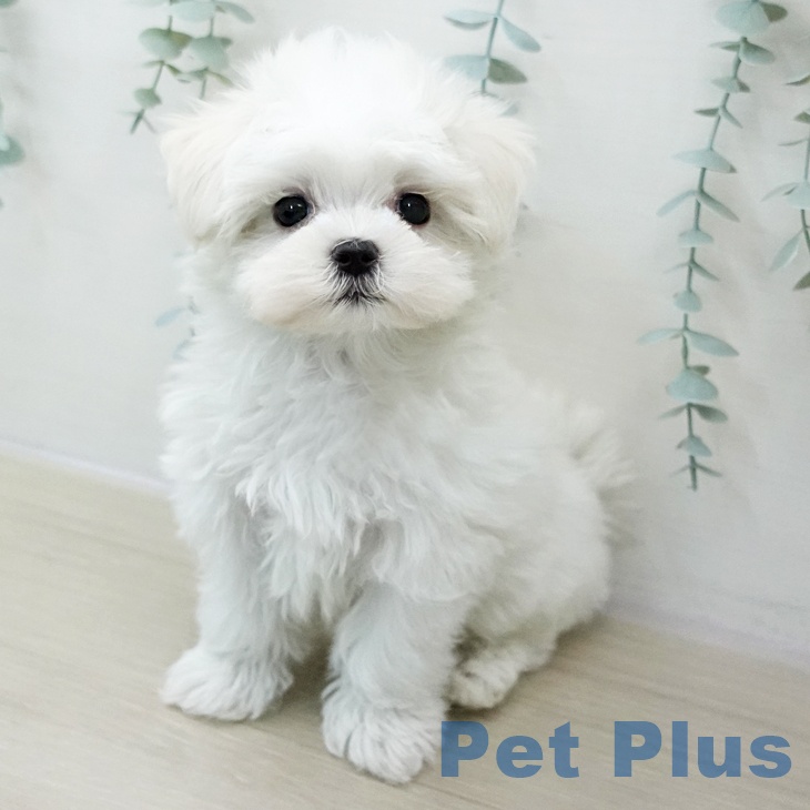 神奈川県のマルチーズ (ペットプラス 座間店/2025年10月30日生まれ/男の子/ホワイト)の子犬の1枚目の画像