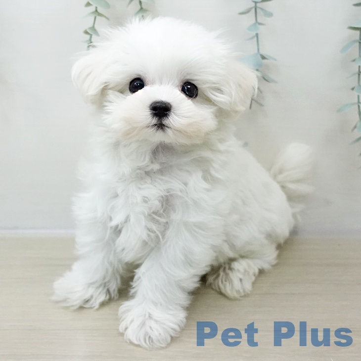 埼玉県のマルチーズ (ペットプラス ららぽーと新三郷店/2025年10月30日生まれ/男の子/ホワイト)の子犬の1枚目の画像