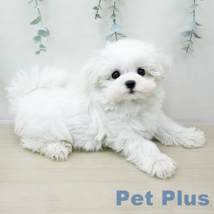 埼玉県のマルチーズ (ペットプラス ららぽーと新三郷店/2025年10月30日生まれ/男の子/ホワイト)の子犬の2枚目の画像