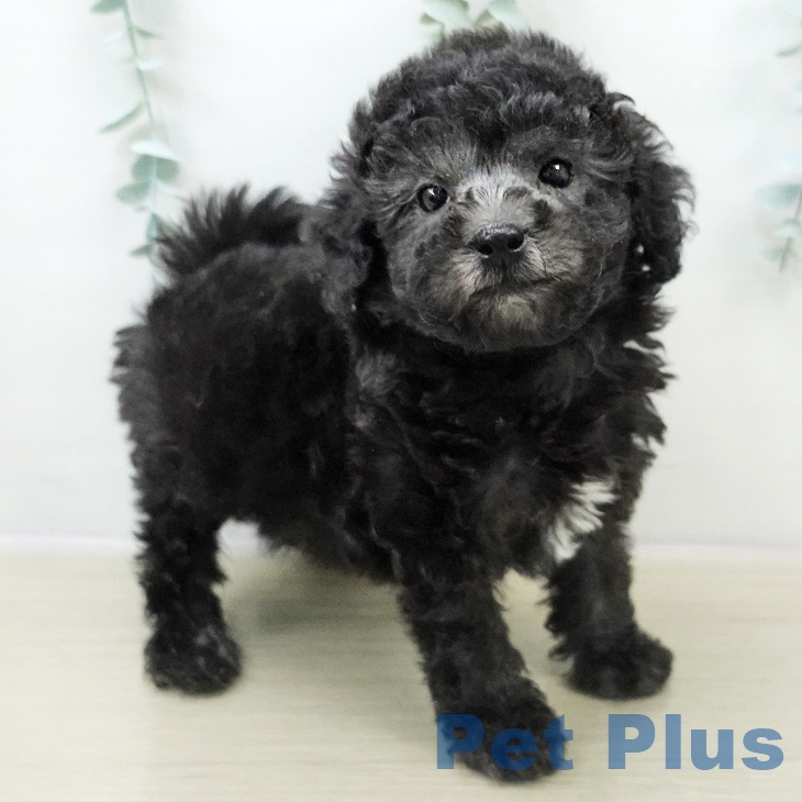長野県のトイプードル(トイ) (ペットプラス 松本店/2025年10月29日生まれ/男の子/グレー)の子犬の1枚目の画像