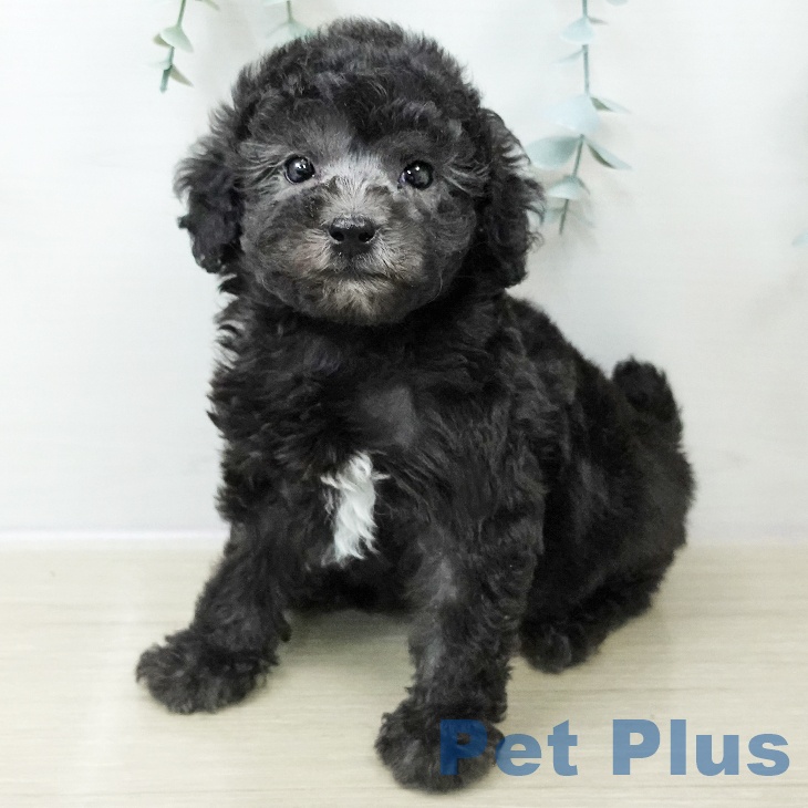 長野県のトイプードル(トイ) (ペットプラス 松本店/2025年10月29日生まれ/男の子/グレー)の子犬の2枚目の画像