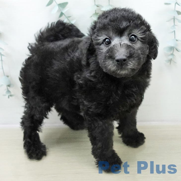 東京都のトイプードル(トイ) (ペットプラス MARK IS 葛飾かなまち店/2025年10月31日生まれ/男の子/グレー)の子犬の1枚目の画像