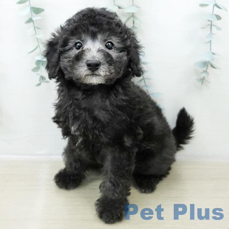 東京都のトイプードル(トイ) (ペッツワン 南砂町SUNAMO店/2025年10月31日生まれ/男の子/グレー)の子犬