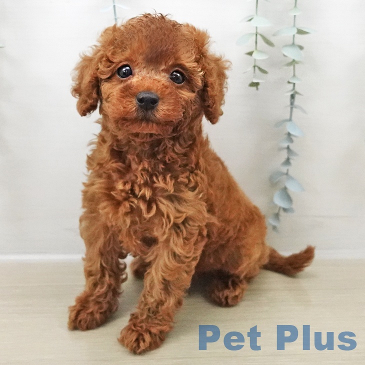 東京都のトイプードル(トイ) (ペッツワン 青梅インター店/2025年11月1日生まれ/男の子/レッド)の子犬の1枚目の画像