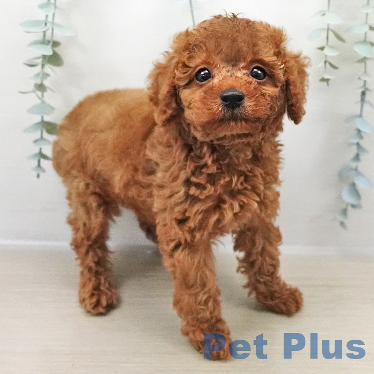 東京都のトイプードル(トイ) (ペッツワン 青梅インター店/2025年11月1日生まれ/男の子/レッド)の子犬の2枚目の画像