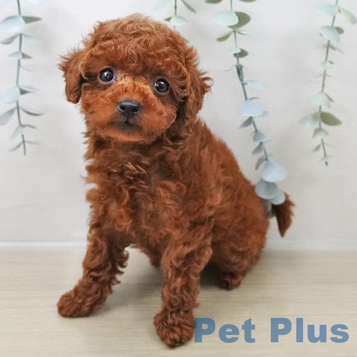 千葉県のトイプードル(トイ) (ペットプラス 幕張新都心店/2025年11月1日生まれ/女の子/レッド)の子犬の1枚目の画像