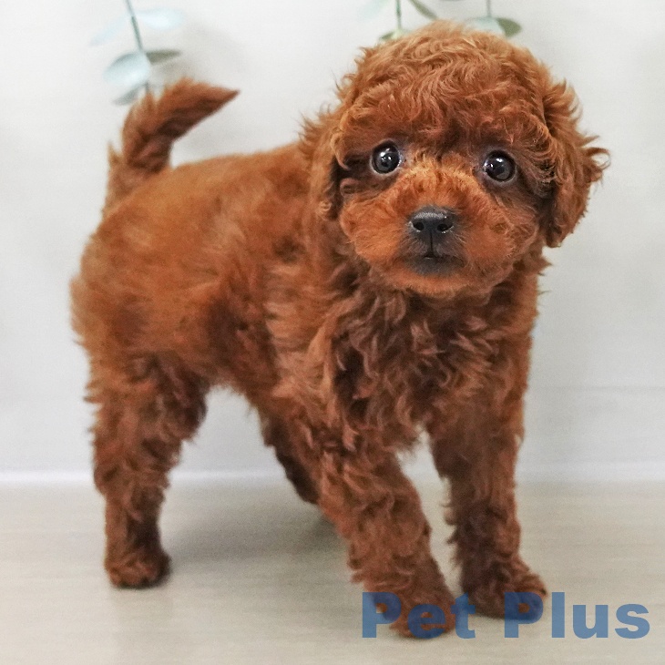 千葉県のトイプードル(トイ) (ペットプラス 幕張新都心店/2025年11月1日生まれ/女の子/レッド)の子犬の2枚目の画像