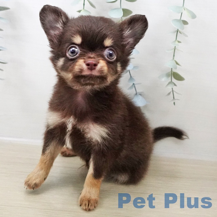 千葉県のチワワ(ロング) (ペットプラス 幕張新都心店/2025年11月1日生まれ/男の子/チョコレートタン)の子犬の1枚目の画像