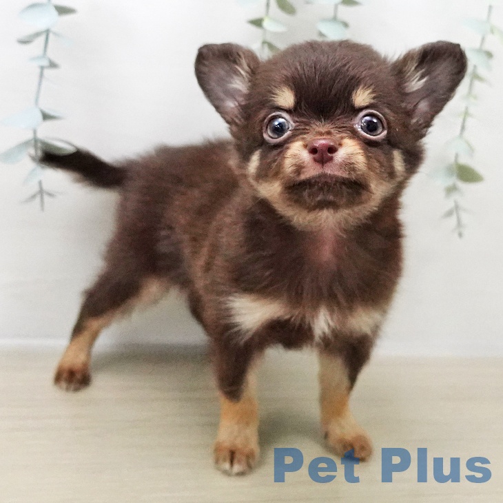 千葉県のチワワ(ロング) (ペットプラス 幕張新都心店/2025年11月1日生まれ/男の子/チョコレートタン)の子犬の2枚目の画像