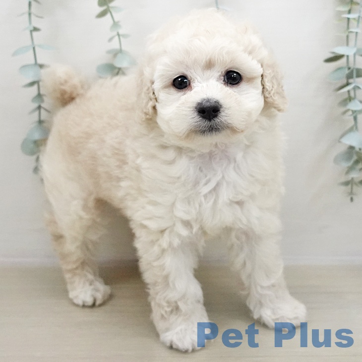 宮城県のトイプードル(トイ) (ペットプラス 名取店/2025年11月2日生まれ/男の子/ホワイト)の子犬の1枚目の画像