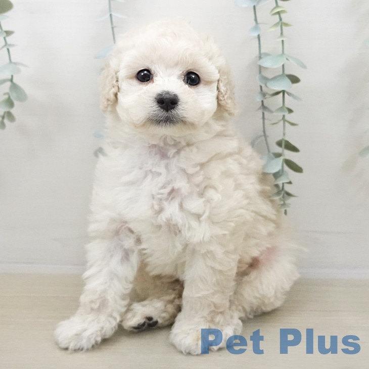 宮城県のトイプードル(トイ) (ペットプラス 名取店/2025年11月2日生まれ/男の子/ホワイト)の子犬の2枚目の画像