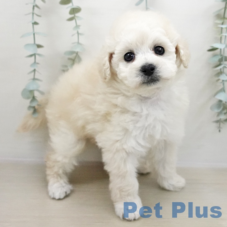 千葉県のトイプードル(トイ) (ペットプラス 成田店/2025年11月2日生まれ/男の子/ホワイト)の子犬の1枚目の画像