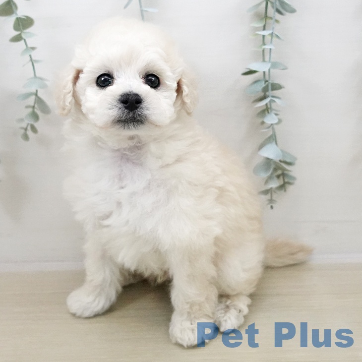 千葉県のトイプードル(トイ) (ペットプラス 成田店/2025年11月2日生まれ/男の子/ホワイト)の子犬の2枚目の画像