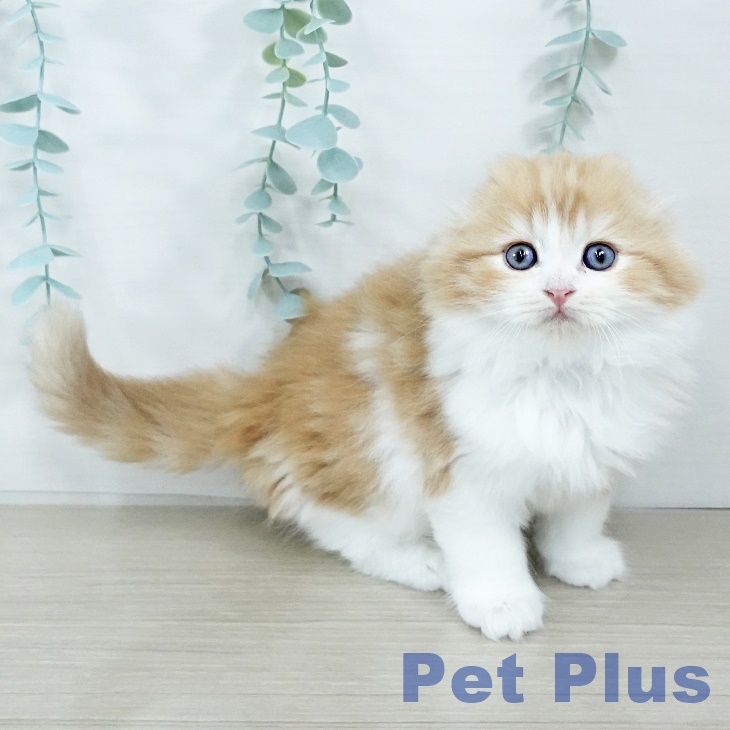 東京都のスコティッシュフォールド (ペットプラス アクアシティお台場店/2025年11月3日生まれ/男の子/レッドタビーホワイト)の子猫の1枚目の画像