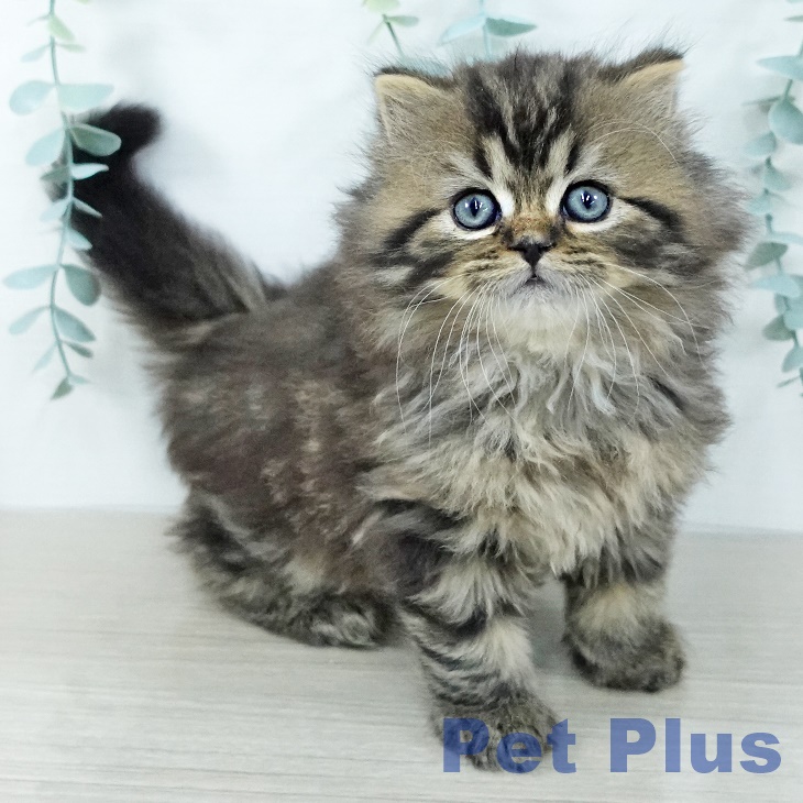 千葉県のスコティッシュフォールド (ペットプラス 幕張新都心店/2025年11月3日生まれ/男の子/ブラウンタビー)の子猫の1枚目の画像