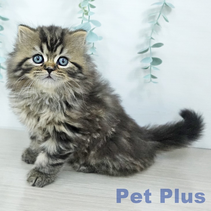 千葉県のスコティッシュフォールド (ペットプラス 幕張新都心店/2025年11月3日生まれ/男の子/ブラウンタビー)の子猫の2枚目の画像