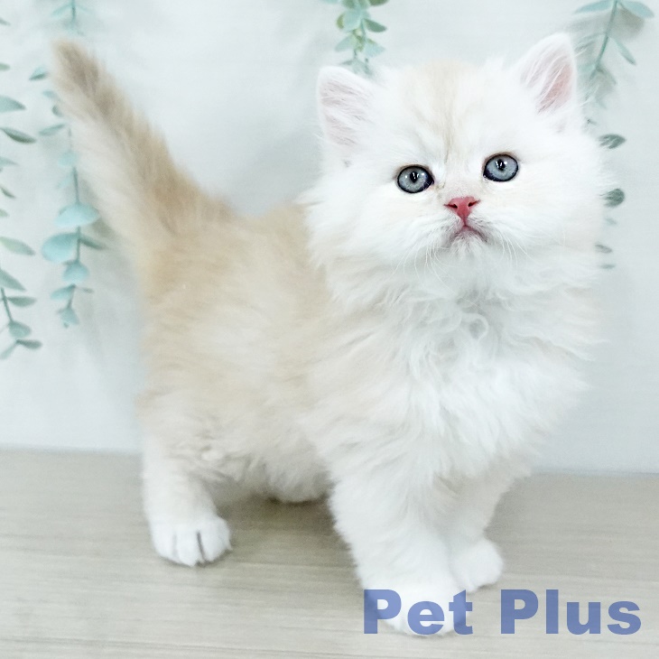 長野県のスコティッシュフォールド (ペットプラス 松本店/2025年11月4日生まれ/男の子/クリームタビーホワイト)の子猫の1枚目の画像