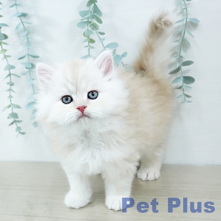 長野県のスコティッシュフォールド (ペットプラス 松本店/2025年11月4日生まれ/男の子/クリームタビーホワイト)の子猫の2枚目の画像