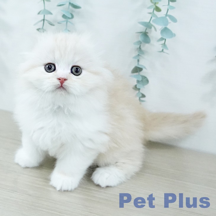 埼玉県のスコティッシュフォールド (ペットプラス ららぽーと新三郷店/2025年11月4日生まれ/女の子/クリームタビーホワイト)の子猫の1枚目の画像