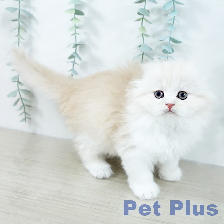 埼玉県のスコティッシュフォールド (ペットプラス ららぽーと新三郷店/2025年11月4日生まれ/女の子/クリームタビーホワイト)の子猫の2枚目の画像