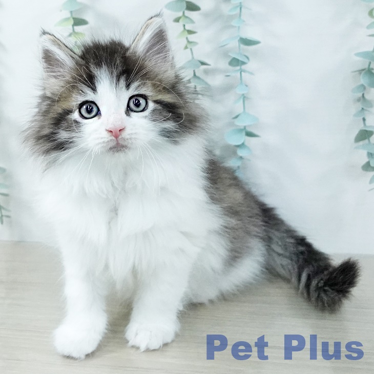 神奈川県のノルウェージャンフォレストキャット (ペットプラス テラスモール湘南店/2025年11月4日生まれ/男の子/ブラウンマッカレルタビーホワイト)の子猫の1枚目の画像