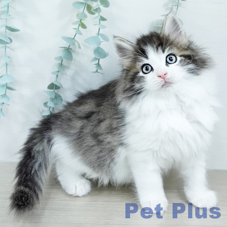 神奈川県のノルウェージャンフォレストキャット (ペットプラス テラスモール湘南店/2025年11月4日生まれ/男の子/ブラウンマッカレルタビーホワイト)の子猫の2枚目の画像