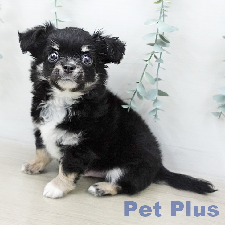 千葉県のチワワ(ロング) (ペットプラス 幕張新都心店/2025年11月4日生まれ/男の子/ブラックタンホワイト)の子犬の1枚目の画像