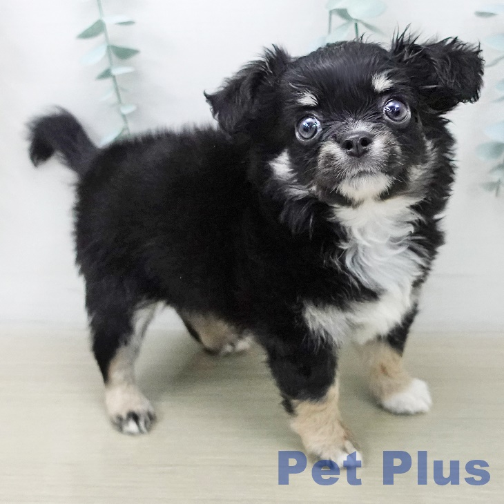 千葉県のチワワ(ロング) (ペットプラス 幕張新都心店/2025年11月4日生まれ/男の子/ブラックタンホワイト)の子犬の2枚目の画像